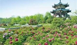 洛阳植物园爆料视频最新,探秘植物王国，邂逅自然奇观